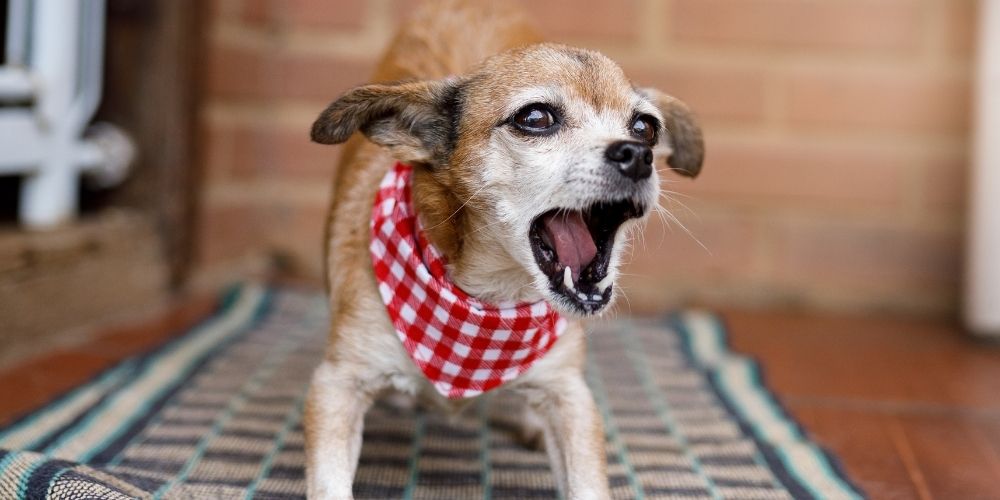 Vật nuôi có biểu hiện kỳ lạ